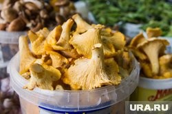 Курганцы нашли гигантский гриб лисичку. Фото Курганцы нашли гигантский гриб лисичку. Фото