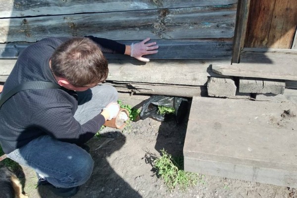 Жительнице Зауралья может грозить срок за хранение конопли Жительнице Зауралья может грозить срок за хранение конопли
