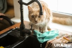 В Кургане временно остались без воды Дом быта и детсад