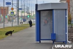 Жители Курганской области стали реже ездить на автобусах