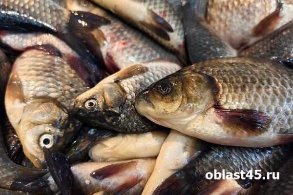 Жительница Зауралья торговала потенциально опасной рыбой Жительница Зауралья торговала потенциально опасной рыбой