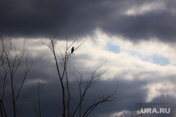 Синоптики прогнозируют пасмурную, но теплую погоду в Курганской области