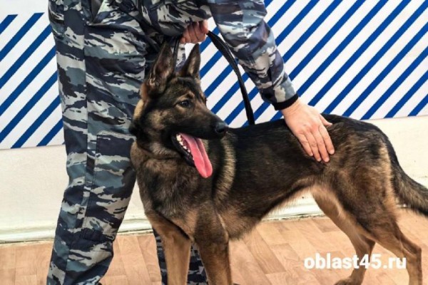 «Кинологом нужно родиться»: в Кургане школьникам рассказали о 4-лапых полицейских «Кинологом нужно родиться»: в Кургане школьникам рассказали о 4-лапых полицейских