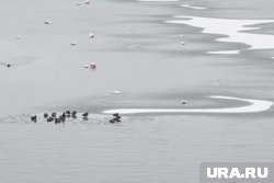 Курганцев предупредили об опасности тонкого льда Курганцев предупредили об опасности тонкого льда