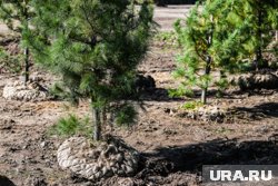 В Шадринском округе высадили молодые сосны на месте масштабного пожара В Шадринском округе высадили молодые сосны на месте масштабного пожара