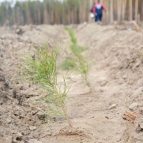 
											В Курганской области посадили уникальный геоглиф &laquo;80 лет Победы&raquo;									