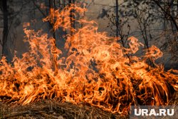 Ущерб от лесных пожаров в Курганской области за пять лет превысил 1,3 миллиарда рублей. Скрин