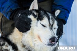 В Кузбассе запрягли работать брошенных собак В Кузбассе запрягли работать брошенных собак