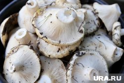 Рядом с Курганом грибники корзинами собирают разные виды груздей. Фото
