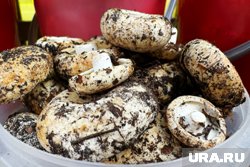Грибники начали собирать в курганских лесах первые грузди. Фото Грибники начали собирать в курганских лесах первые грузди. Фото