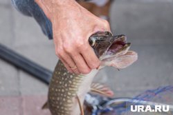 Курганцы выловили щуку из Тобола по частям. Фото Курганцы выловили щуку из Тобола по частям. Фото