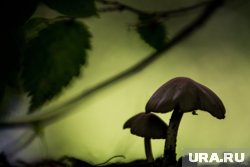 Календарь грибника: какие грибы можно собирать в августе