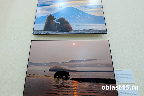 От Камчатки до Северной Осетии: курганцев знакомят с уникальными фотоработами