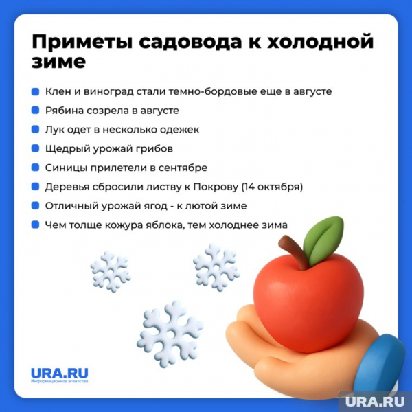 Какой будет зима 2025-2026: приметы опытного садовода 