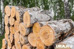 Курганец спилил семь берез и попал под уголовное дело