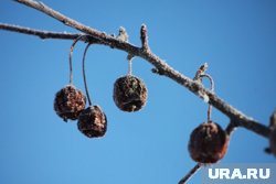 Морозы до минус 10 ожидаются в Курганской области