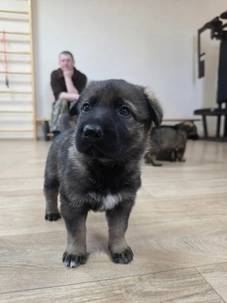 В центре кинологической службы курганского УМВД родились пять щенков 