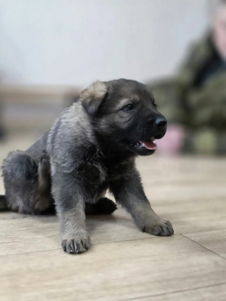 В центре кинологической службы курганского УМВД родились пять щенков 