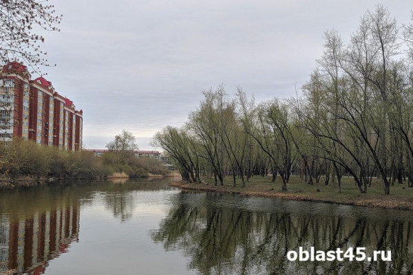 В Кургане появится «Парк альпак» В Кургане появится «Парк альпак»