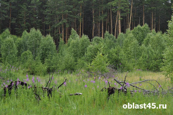 Курганцам напомнили, что запрещено делать во время особого противопожарного режима Курганцам напомнили, что запрещено делать во время особого противопожарного режима