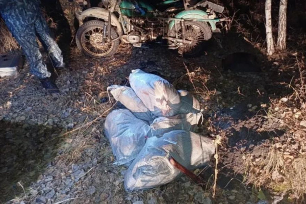 Суд оштрафовал двоих братьев за незаконную охоту на лосей в Зауралье Суд оштрафовал двоих братьев за незаконную охоту на лосей в Зауралье