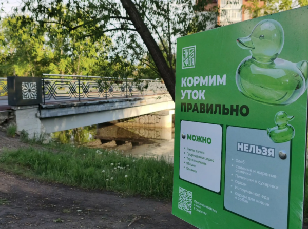 Собачий корм и семечки: чем ещё нельзя кормить курганских уток? 
