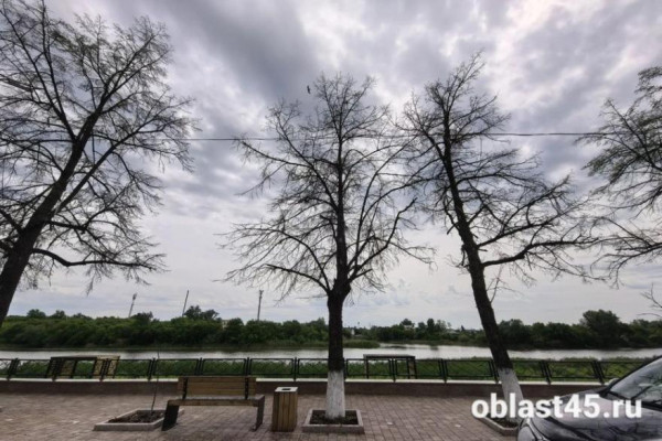 Полчища прожорливых гусениц шелкопряда уничтожают деревья на набережной Кургана Полчища прожорливых гусениц шелкопряда уничтожают деревья на набережной Кургана