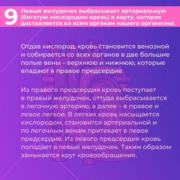 Сердце &mdash; один из самых важных органов человека. Благодаря его стабильной и правильной работе другие органы насыщаются кислородом и питательными веществами