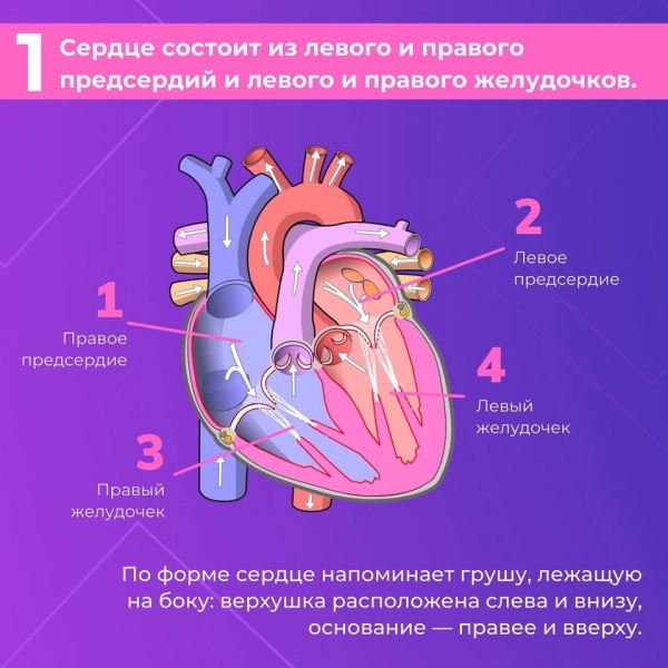 Сердце &mdash; один из самых важных органов человека. Благодаря его стабильной и правильной работе другие органы насыщаются кислородом и питательными веществами