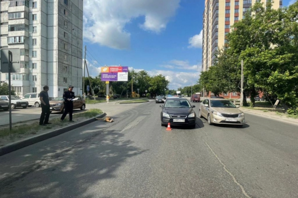 В центре Кургана сбили косулю В центре Кургана сбили косулю