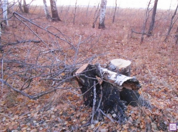&laquo;Старался&raquo; для себя и других: житель Курганской области задержан за вырубку леса на 1,5 млн рублей