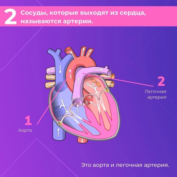 Сердце &mdash; один из самых важных органов человека. Благодаря его стабильной и правильной работе другие органы насыщаются кислородом и питательными веществами
