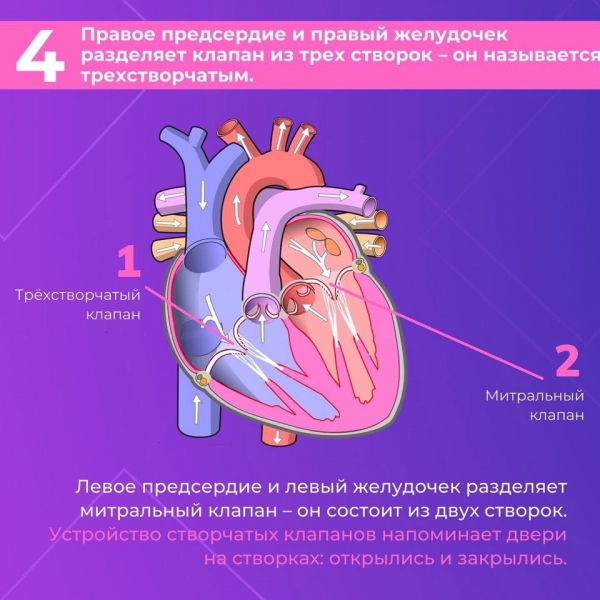 Сердце &mdash; один из самых важных органов человека. Благодаря его стабильной и правильной работе другие органы насыщаются кислородом и питательными веществами