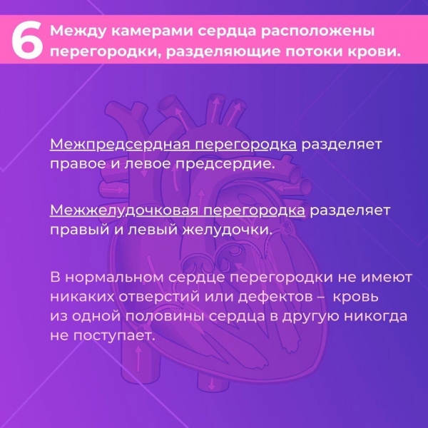 Сердце &mdash; один из самых важных органов человека. Благодаря его стабильной и правильной работе другие органы насыщаются кислородом и питательными веществами