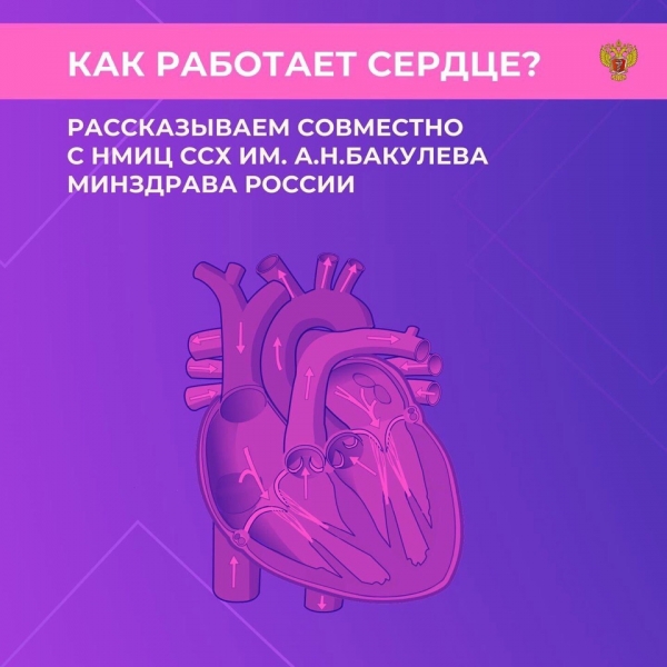 Сердце &mdash; один из самых важных органов человека. Благодаря его стабильной и правильной работе другие органы насыщаются кислородом и питательными веществами