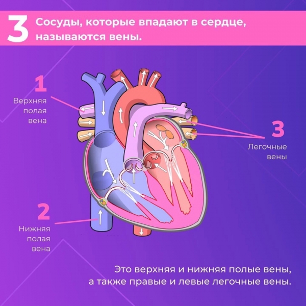 Сердце &mdash; один из самых важных органов человека. Благодаря его стабильной и правильной работе другие органы насыщаются кислородом и питательными веществами