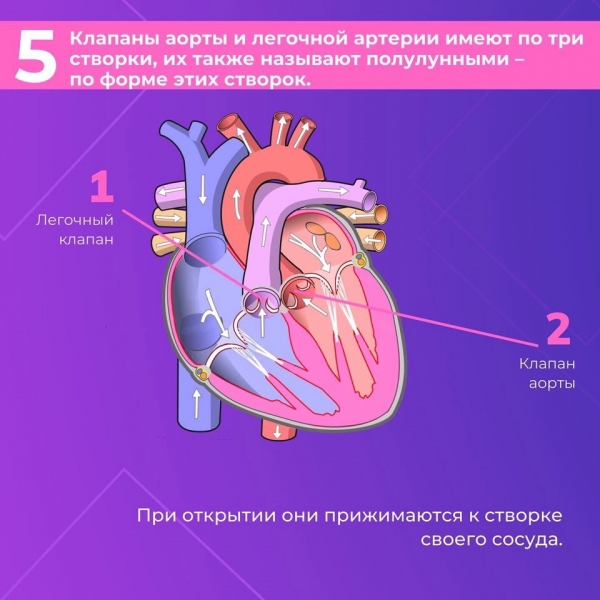 Сердце &mdash; один из самых важных органов человека. Благодаря его стабильной и правильной работе другие органы насыщаются кислородом и питательными веществами